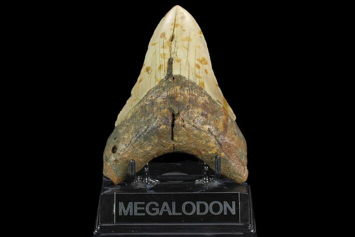 Fossil Megalodon Tooth - North Carolina #124936